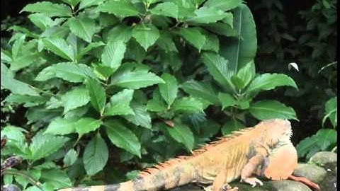 The Ecological Niche and the Competitive Exclusion Principle