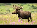 Tips For Filming 4K Video With a DSLR Camera and Super-Telephoto Lens in Wild Moose Country.
