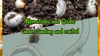 When Life Gives You Grubs, Serve Them Nematode Tea! – Crazy Green