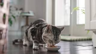 Whiskas Perfect Portions Cuts In Gravy Eng