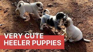 4weeks Old Blue and Red Heeler Puppies, an Update | Cute Puppies