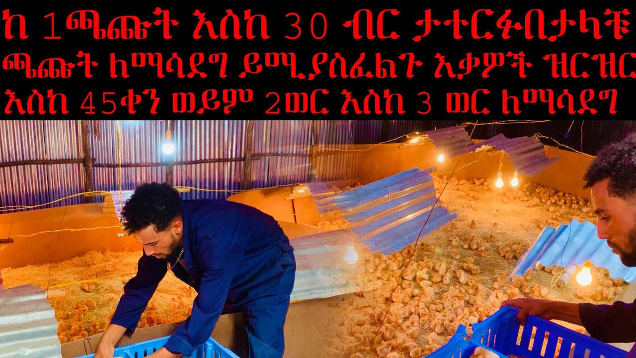 ጫጬት አሳድጎ መሸጥ ከአንድ ጫጬት 30 ብር ድረስ የተጣራ ትርፍ የሚያገኙበት ስራ ጫጬት ማንም የማይነግራቹ መረጃ እውቀቱ ካላቹ እጅግ አዋጭ ስራ ነው