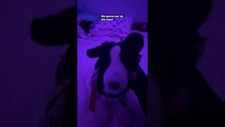 Famous New ESSA trend? #ESSA #bordercollie #stuffedanimal Profile