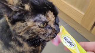 Angela Loves Her Purrrrée! Meow! by CAT-astrophic! 39 views 3 months ago 25 seconds