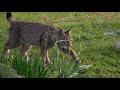 Llop cerver Ibèric a la Sierra de Andújar, a Andalusia, gener del 2024