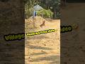 Village Dog vs Drone 😂 | Funny Prank | Crazy Reaction 🐶 | #shorts #drone #prank #funny #comedy