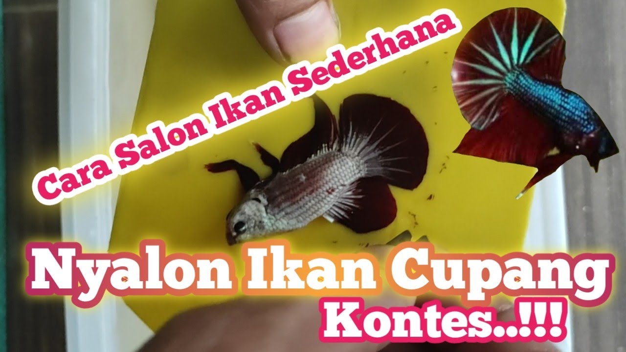 Belajar Cara Nyalon Salon Ikan Cupang Kontes SNI