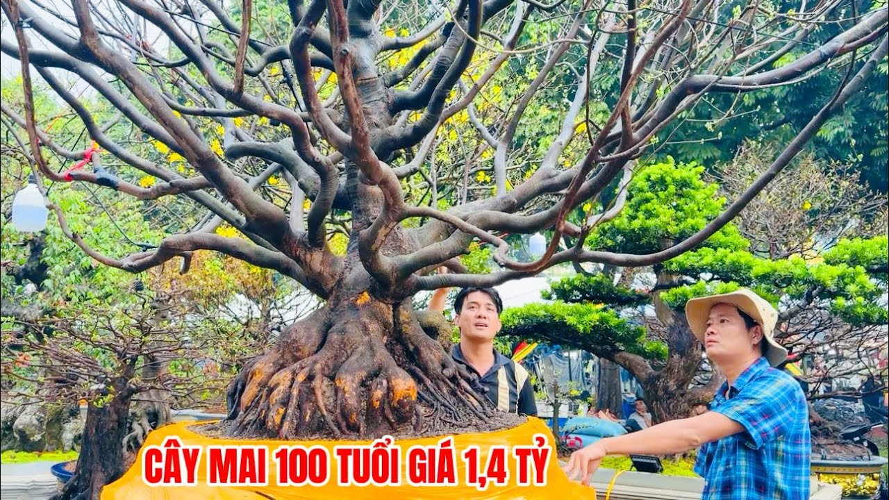 Khương Dừa mê mẩn những cây mai 100 tuổi giá 1 - 2 tỷ tại đường hoa Vành Đai Trong (Bình Tân, TPHCM)