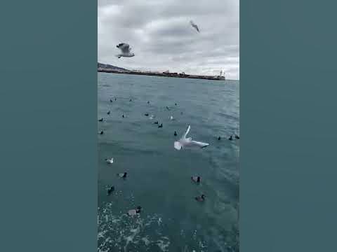 Утки, лыска на перелёте Чёрное море!!! - YouTube