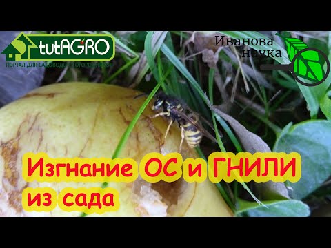 Осы и мухи забудут про ваш сад! Разгулялись осы? Это средство их успокоит.