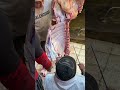 شاهد تمتين علي بياض فسخ علي الارض للمبتدئين افضل طريقه أستخراج العجل بالكامل قبل الشط الاربع