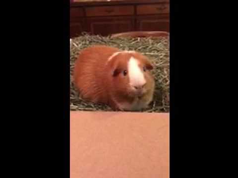 guinea pig house guinea pig can't eat hay fast enough