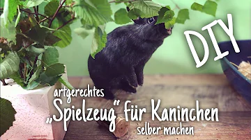 Wie viel Beschäftigung braucht ein Kaninchen?