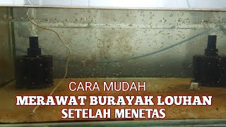 Cara merawat burayak ikan louhan setelah menetas