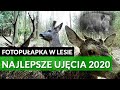 NAJLEPSZE UJĘCIA Z FOTOPUŁAPKI W LESIE 2020 #1 - JELENIE, ŁOSIE, DZIKI, ZRZUTY - DOKUMENT PL