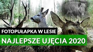 NAJLEPSZE UJĘCIA Z FOTOPUŁAPKI W LESIE 2020 #1 - JELENIE, ŁOSIE, DZIKI, ZRZUTY - DOKUMENT PL