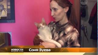 Дом для котов инвалидов Дом для котов инвалидов