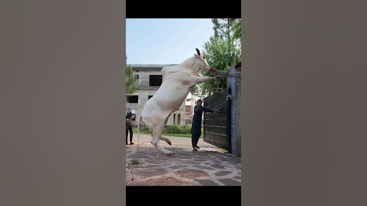 Qurbani ka Janwar Big Cow 2023 eid danger Cow #cow