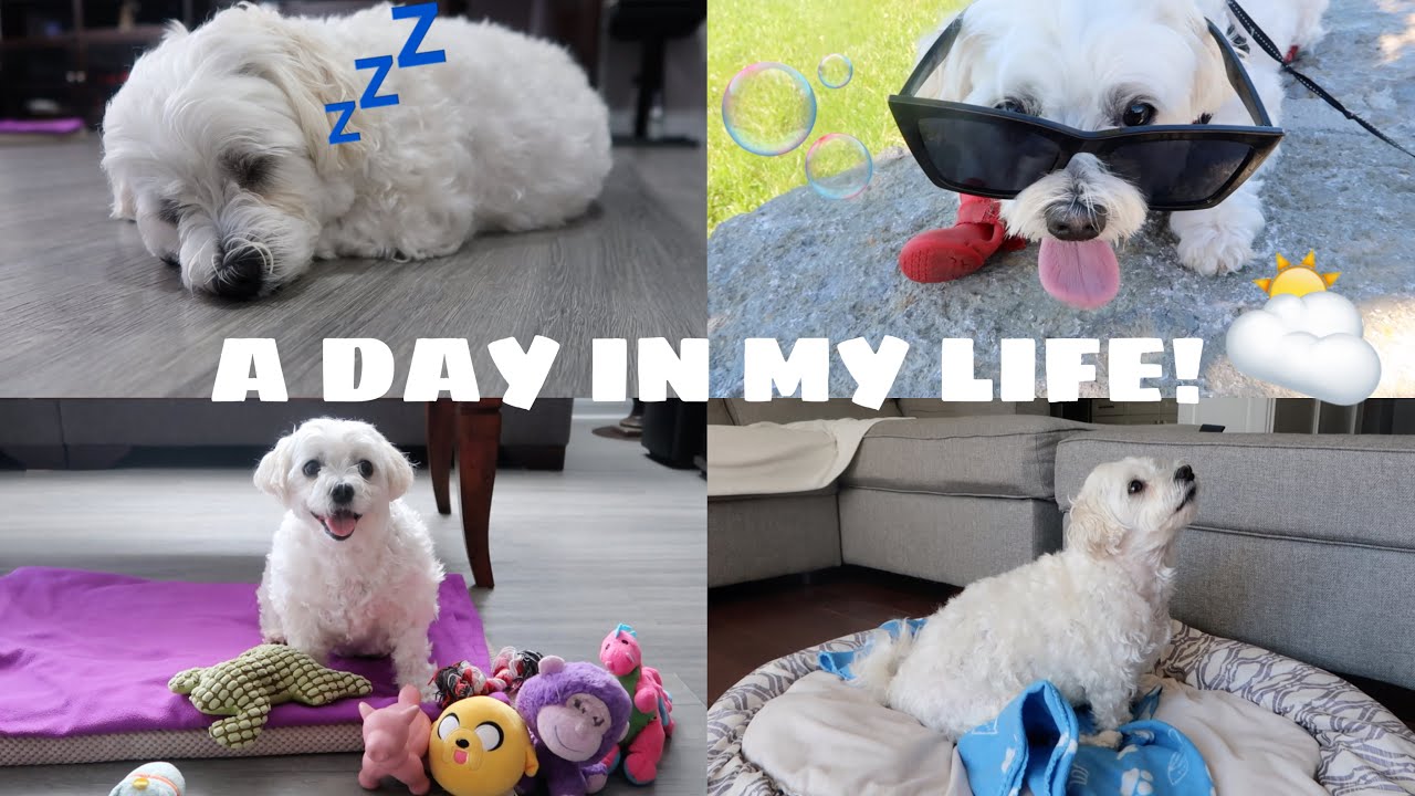 Day in the life of Barbie the Maltese VLOG