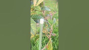 Smart way to cut tree branches using scissors #shorts