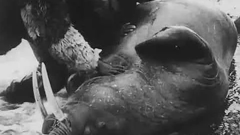 Robert Flaherty's Nanook of the North