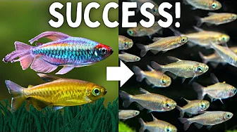 How to Breed Congo Tetras (Easy Method)