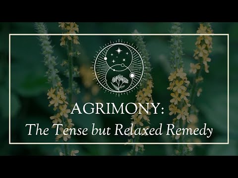 Бейне: Agrimony шөптерін күту - Agrimony өсіру шарттары қандай