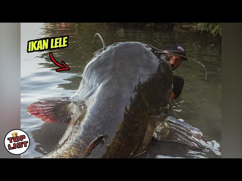 Video: Penangkapan Ikan Lele (Raksasa Air Tawar - 2)