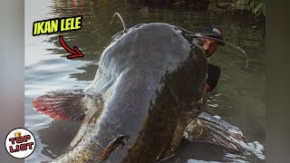 Ikan Lele Raksasa, Inilah 5 Hewan Terbesar Yang Pernah Ditangkap Mia
