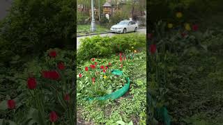 #цветы #ландшафтныйдизайн #тюльпаны красивый декор клумбы от жителей центра #москва #дворик