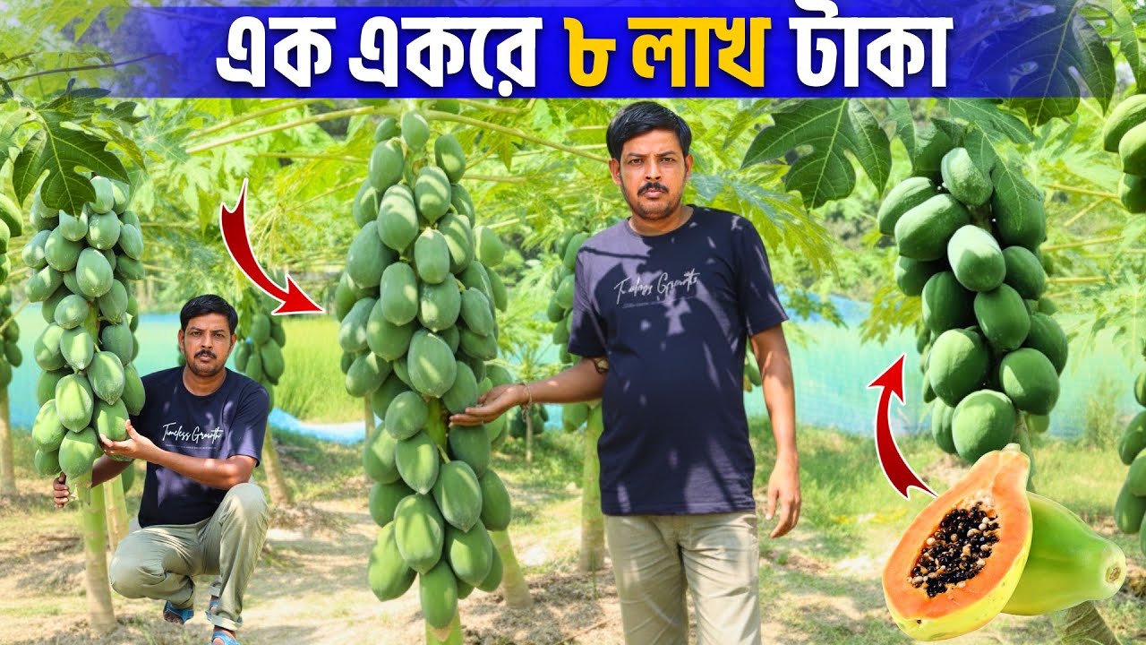 পশ্চিমবঙ্গে কোন পেঁপে জাত সবচেয়ে লাভজনক? | Papaya Farming Guide for High Profit Farmers