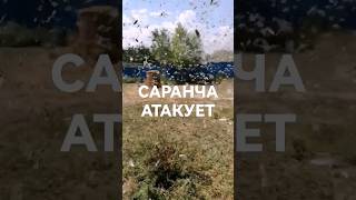 НАШЕСТВИЕ САРАНЧИ