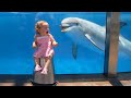 Epic Ocean Animals 2020 - Shark And Dolphin | Pets Island