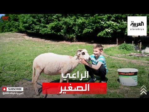 حكاية طفل صار راعي أغنام شهير في البوسنة