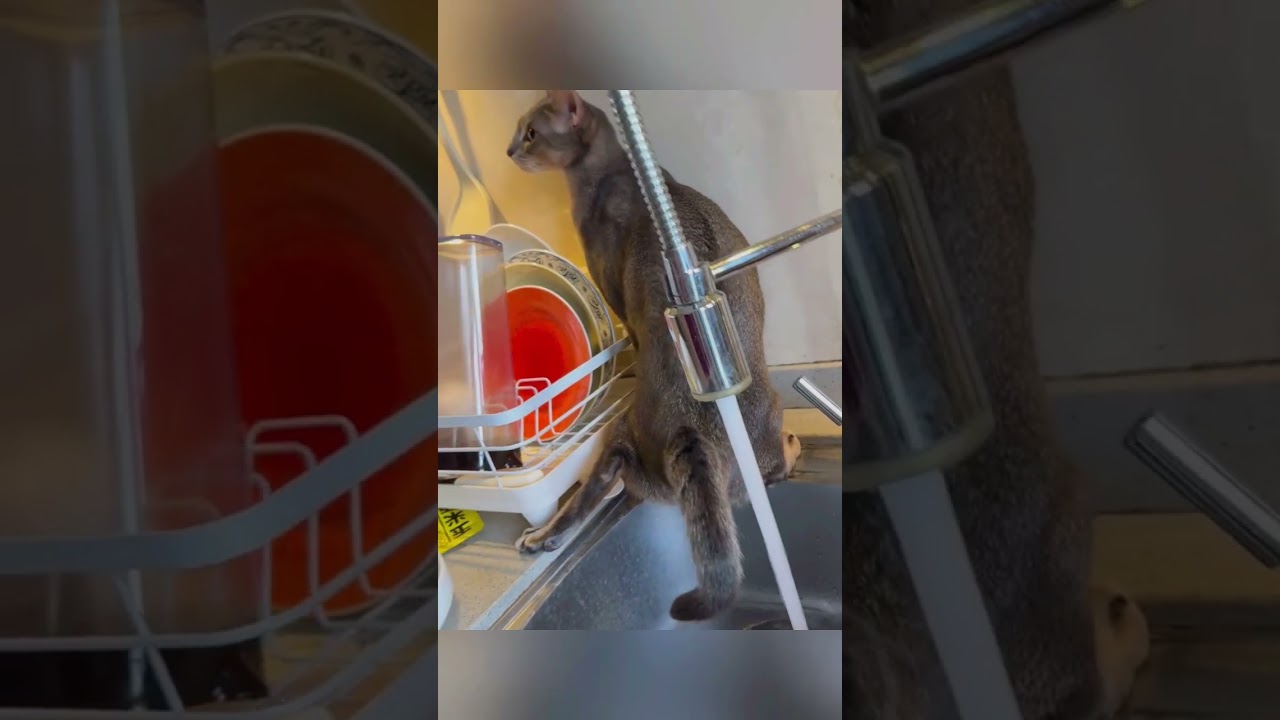 Cats peeing everywhere! 