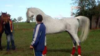 Hylan - Arabian Horse - Haras Engenho, Laucidio Coelho