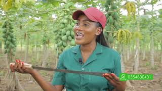 40 ACRES PAWPAW FARMING IN GHANA