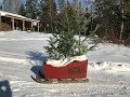 DIY Christmas Tree Sleigh (FREE PLANS) DTC 2018 Xmas Proj #3 DIY Christmas Tree Sleigh (FREE PLANS) DTC 2018 Xmas Proj #3
