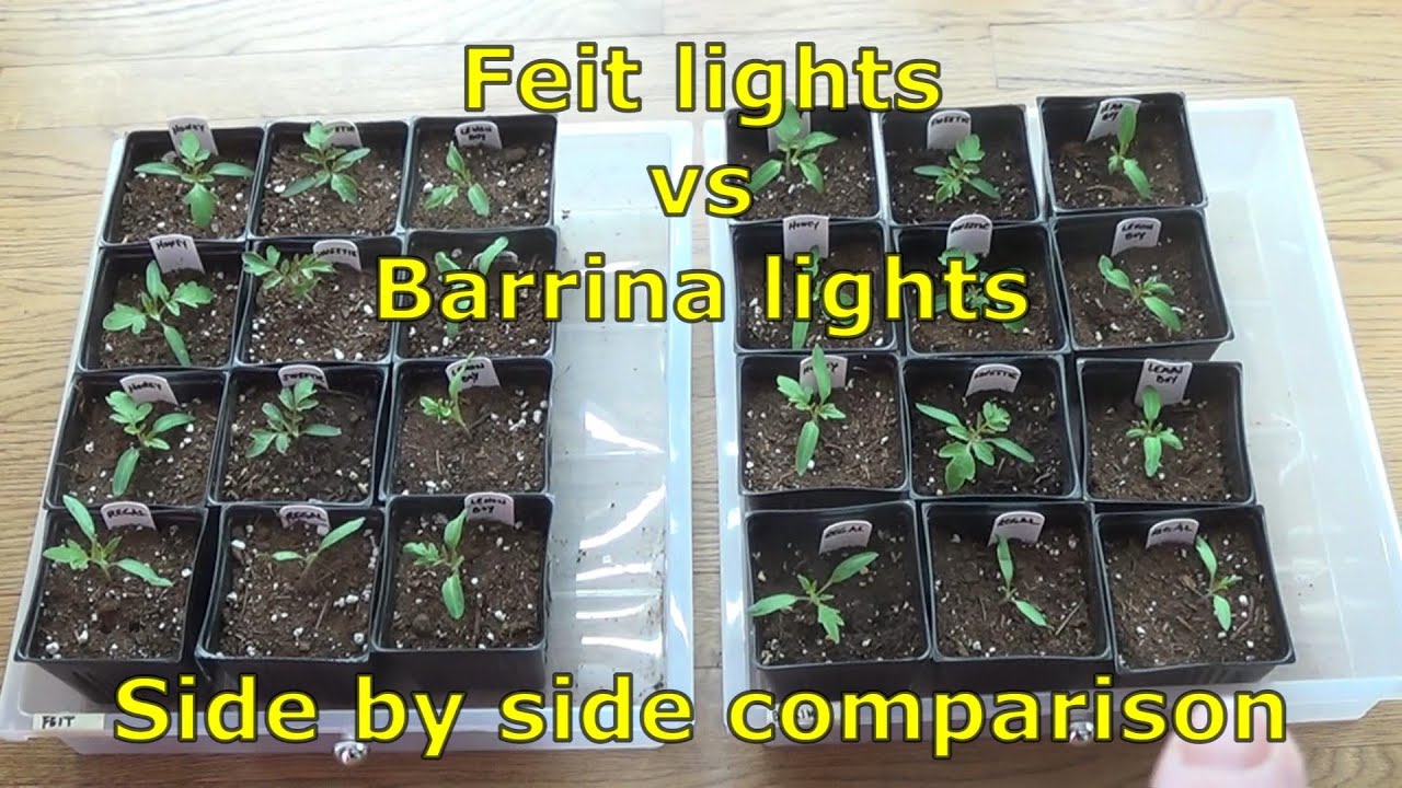 Сравнение ламп для выращивания растений (FEIT и BARRINA)