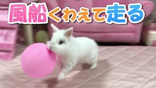 風船うさぎ mqdefault.jpg