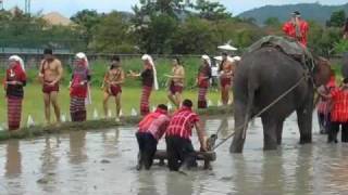 Elephants Ploughing : THE Ploughing