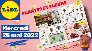 LIDL CATALOGUE PLANTES & FLEURS ARRIVAGE DE LA SEMAINE DU 25 MAI 2022 -  thptnganamst.edu.vn