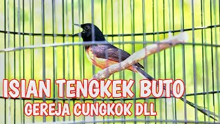 Murai Batu Isian Tembakan Tengkek Buto Gereja Tarung Dan Cucak Cungkok