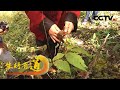 《生财有道》 20201120 咱们家乡有特产——吉林柳河：山中有好物 特产创财富| CCTV财经