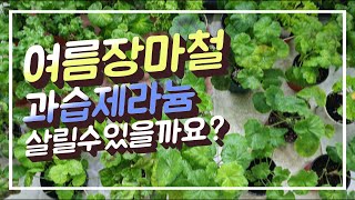 여름장마철 제라늄과습/ 빗물과습제라늄관리방법