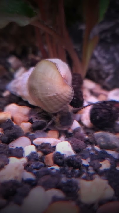 Riffs serenade hercules snail – #riffs #baritoneguitar #snail #
