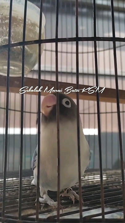 LOVE BIRD ISIAN CILILIN GACOR #cililingacor #lovebirdisian