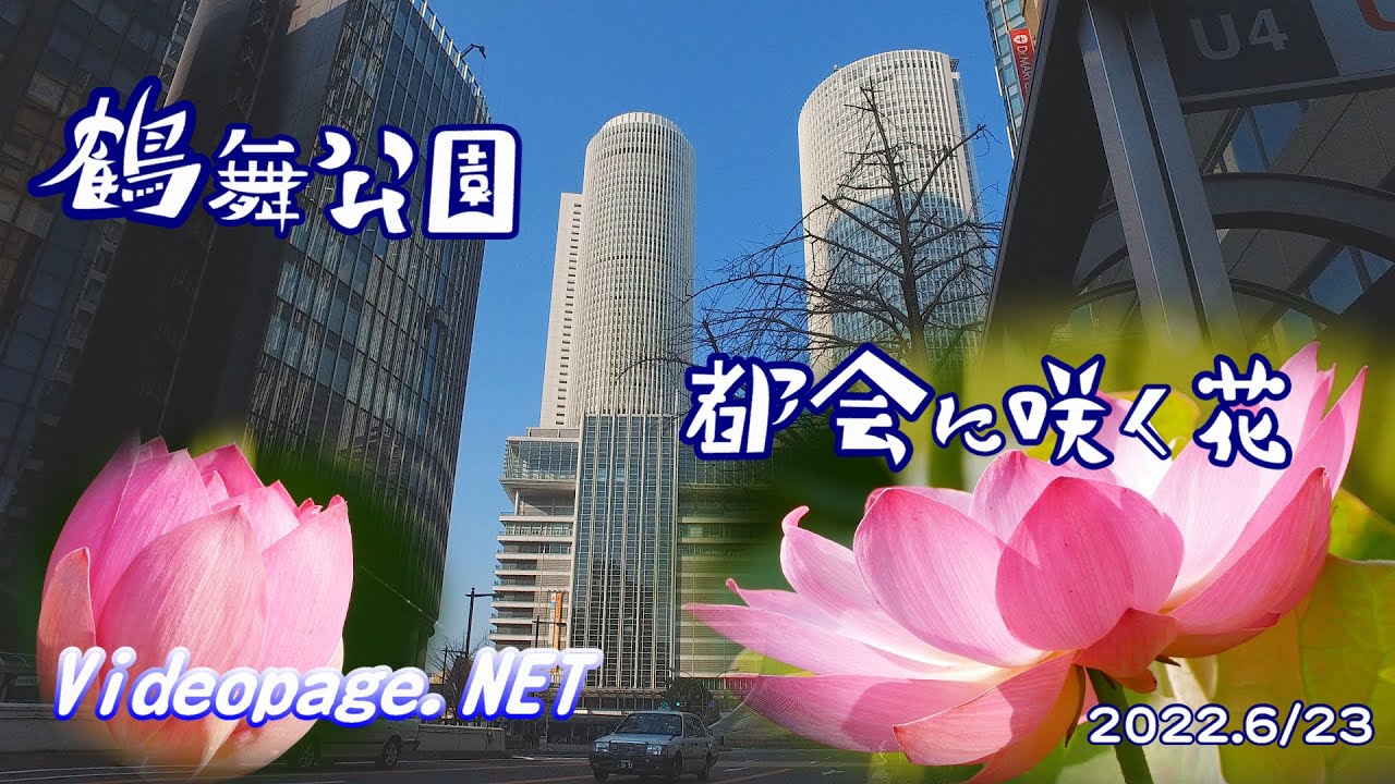 4k 鶴舞公園 はすの花 都会に咲く花はす 胡蝶ケ池 中の島 鈴菜橋 名古屋市 愛知県 Videopagenet 22 6 23 撮影 Youtube