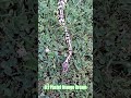 0.1 Pastel Orange Dream #pastel #orange #dream #shortvideo #shorts #short #shortsvideo #snake #pets