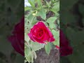 Beautiful Rose 🌹 plant #gardening #trending ₹viral #short #ytshots #subscribe #like 👍 Share